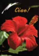 Copertina libro <b>Ciao</b>