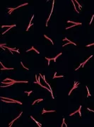 Copertina libro <b>Enrico La caduta David</b>