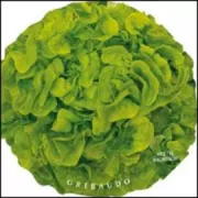 Copertina libro <b>Insalate</b>